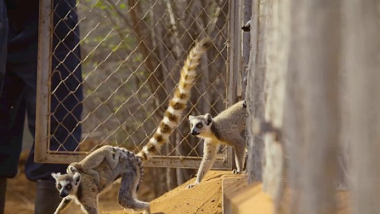 سریال زاده برای وحشی بودن - فصل ۱ - قسمت ۴ - توله لمور