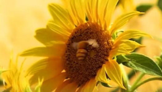 انیمیشن زندگی حشرات - فصل ۱ - قسمت ۷