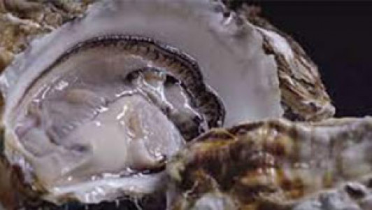 سریال اصالت خوش طعم - فصل ۱ - قسمت ۱۸ - صدف 