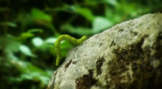 انیمیشن زندگی حشرات - فصل ۱ - قسمت ۴۰