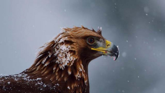 سریال سیاره زمین ۲ - فصل ۱ - قسمت ۲ - کوه ها