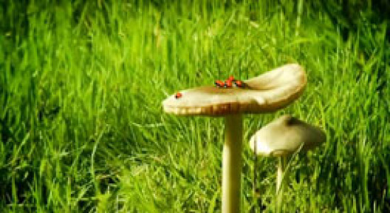 انیمیشن زندگی حشرات - فصل ۱ - قسمت ۶۰