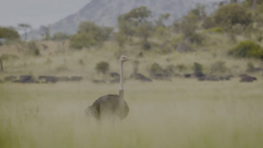 سریال حیوانات غول پیکر - فصل ۱ - قسمت ۷ - شترمرغ