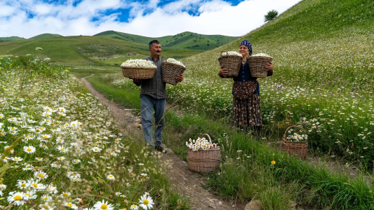 سریال زندگی روستایی - آشپزی در طبیعت - فصل ۱ - جمع آوری بابونه و درست کردن مربای