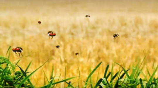 انیمیشن زندگی حشرات - فصل ۱ - قسمت ۶۶