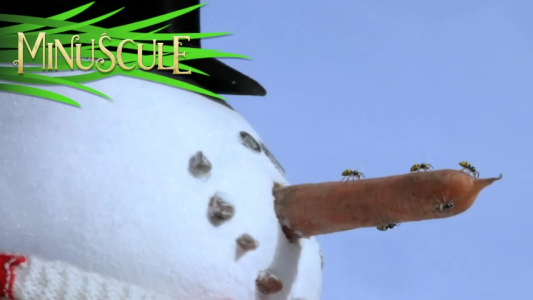 انیمیشن زندگی حشرات کوچولو - فصل ۱ - قسمت ۳۳