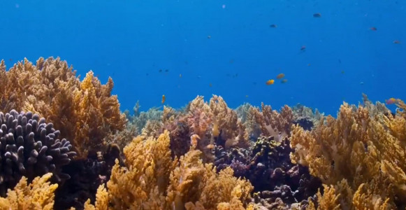 سریال سیاره آبی ۲ - فصل ۱ - قسمت ۳ - صخره های مرجانی