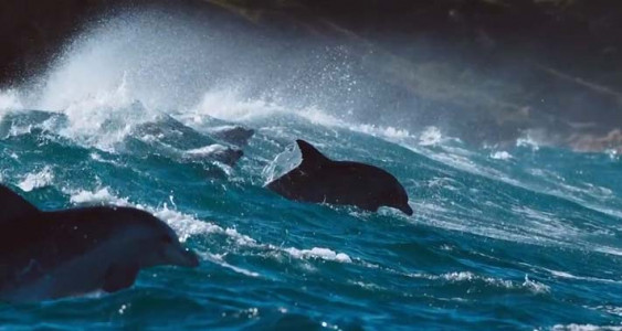 سریال سیاره آبی ۲ - فصل ۱ - قسمت ۱ - یک اقیانوس