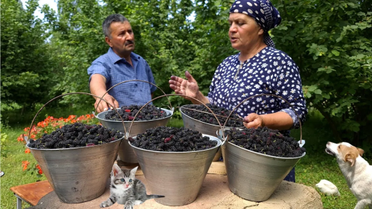 سریال زندگی روستایی - آشپزی در طبیعت - فصل ۱ - برداشت توت سیاه و نگهداری برای زمستان