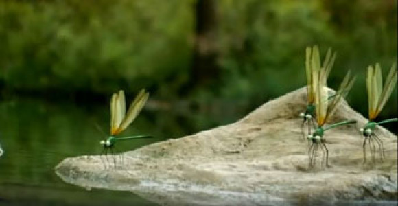 انیمیشن زندگی حشرات - فصل ۱ - قسمت ۲۱