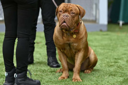 سریال ترنر و هوچ - فصل ۱ - قسمت ۱ 