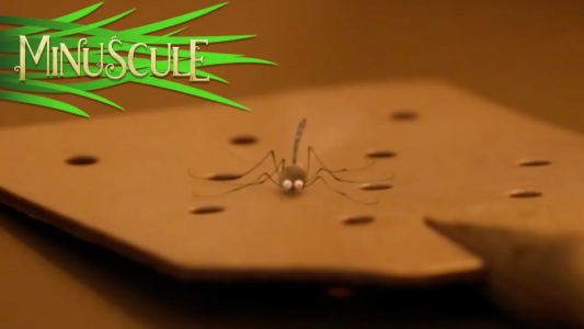 انیمیشن زندگی حشرات کوچولو - فصل ۱ - قسمت ۲۲