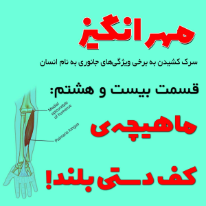  پادکست مهرانگیز - فصل ۱ - اپیزود بیست و هشتم: ماهیچه‌ی کف‌دستی بلند!