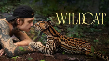 پوستر گربه وحشی