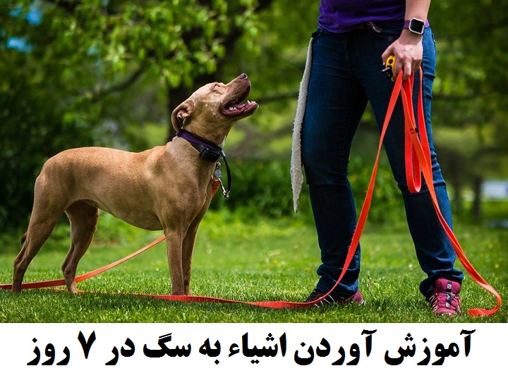 اسکرین شات 4 برنامه هاپو: تربیت و نگهداری سگ