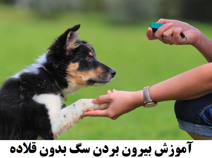 اسکرین شات 3 برنامه هاپو: تربیت و نگهداری سگ