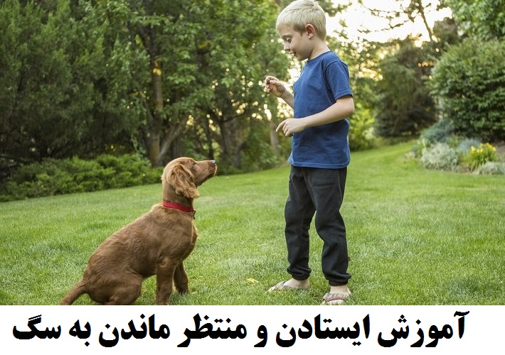 اسکرین شات 5 برنامه هاپو: تربیت و نگهداری سگ