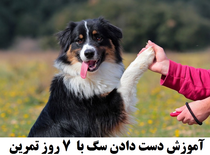 اسکرین شات 1 برنامه هاپو: تربیت و نگهداری سگ