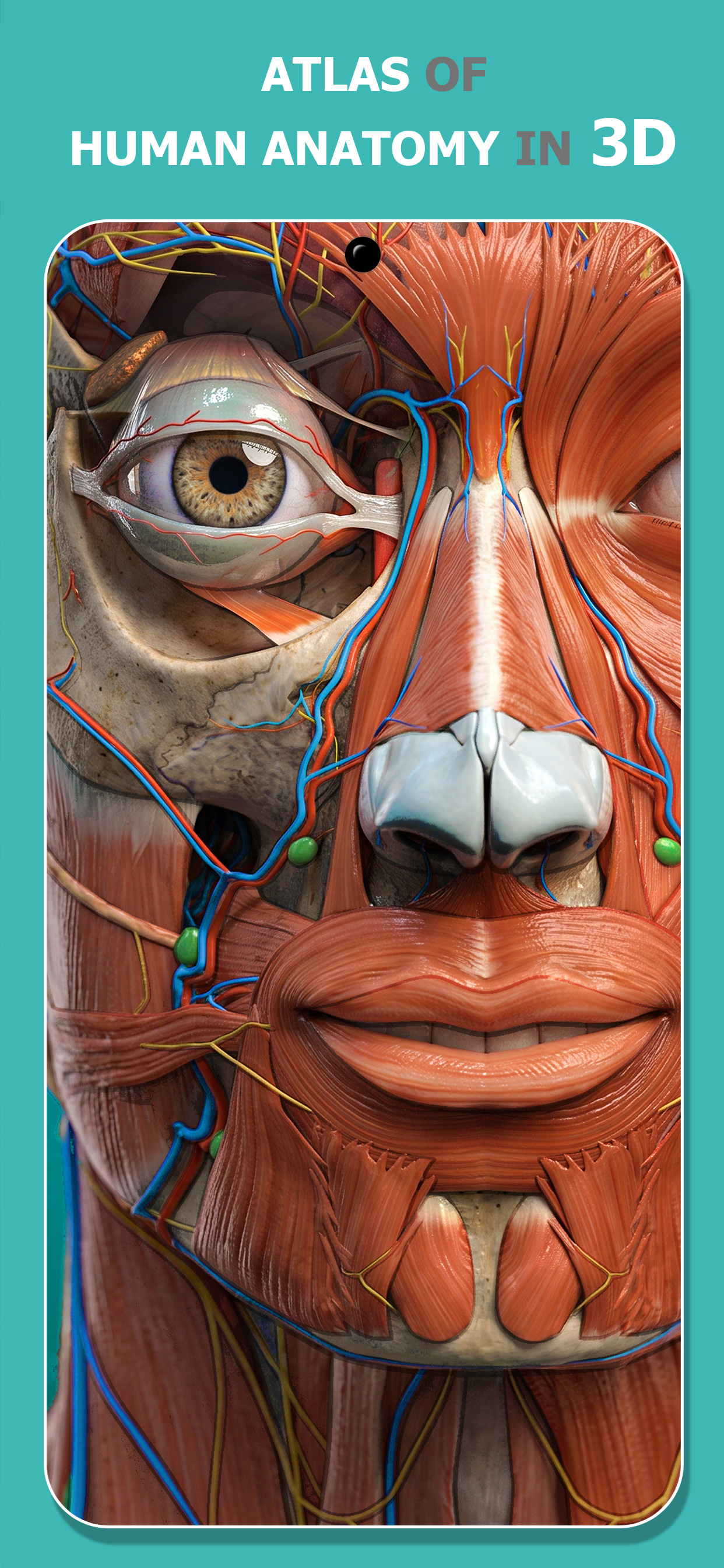 اسکرین شات 1 برنامه Anatomy Learning - 3D Anatomy