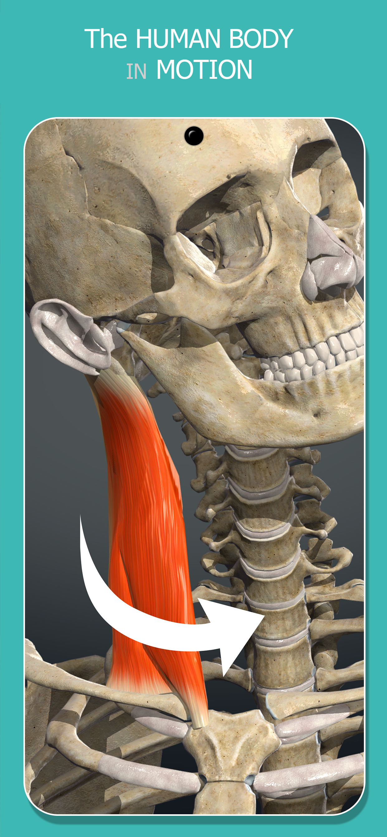 اسکرین شات 4 برنامه Anatomy Learning - 3D Anatomy