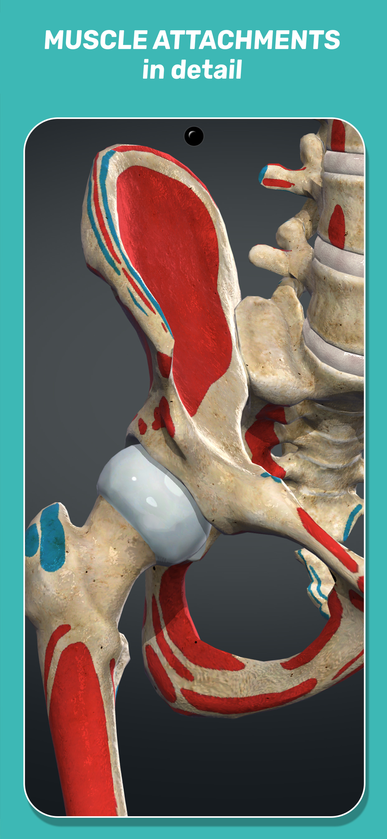 اسکرین شات 5 برنامه Anatomy Learning - 3D Anatomy