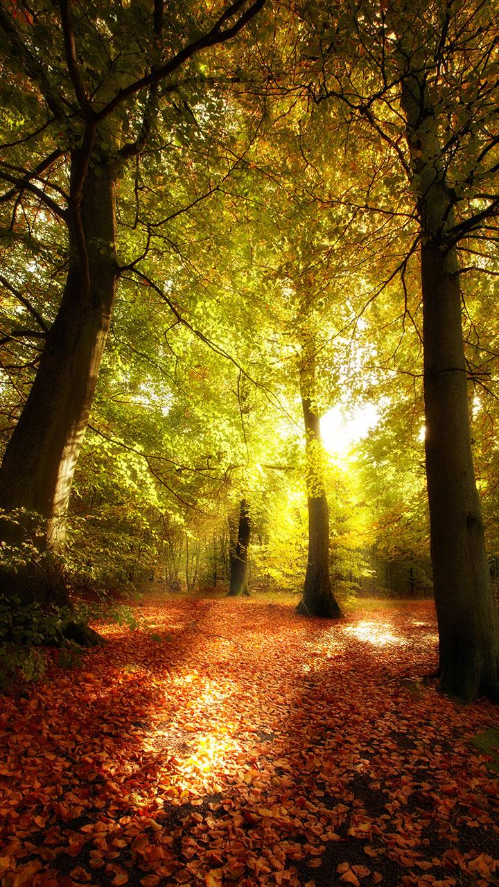 اسکرین شات 1 برنامه Forest Live Wallpaper