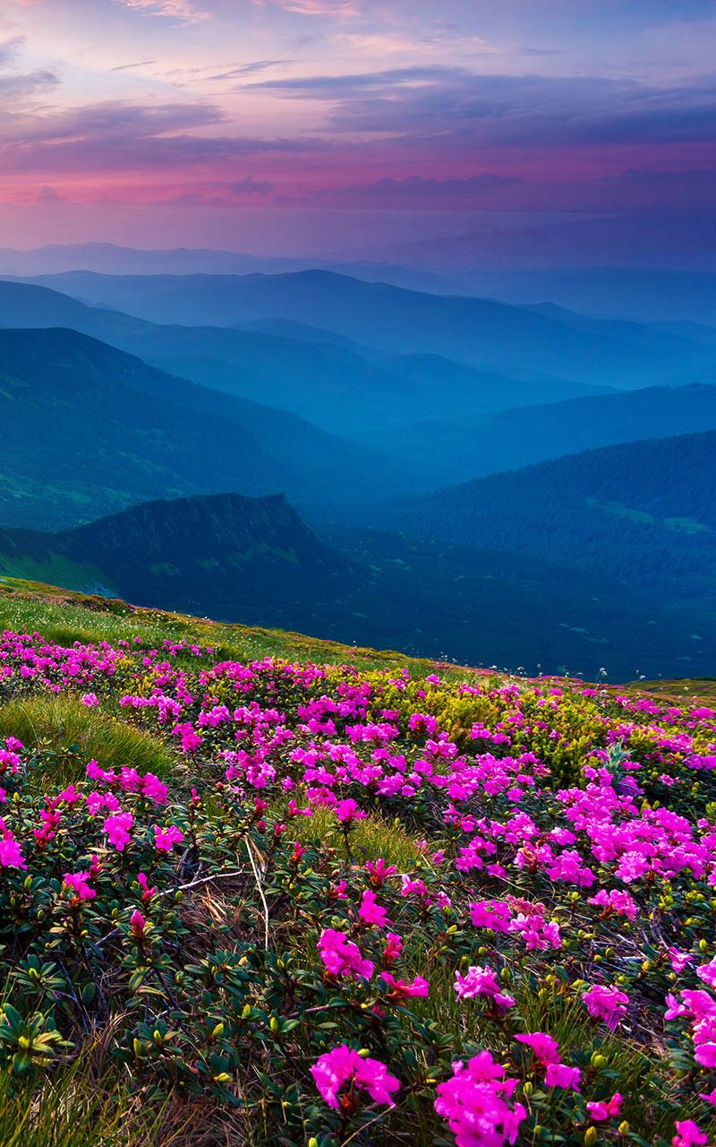 اسکرین شات 1 برنامه Mountain Flower Live Wallpaper