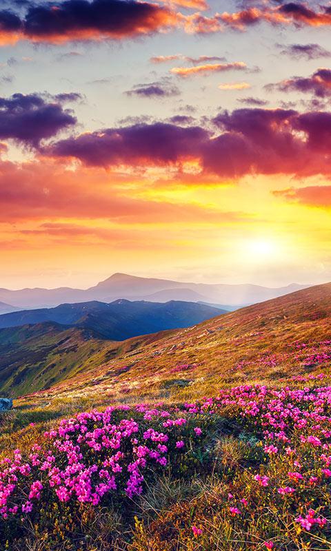 اسکرین شات 7 برنامه Mountain Flower Live Wallpaper