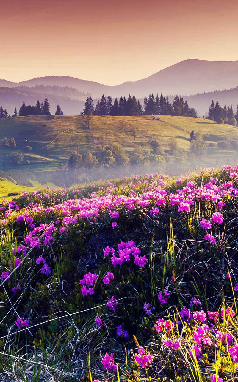 اسکرین شات 5 برنامه Mountain Flower Live Wallpaper