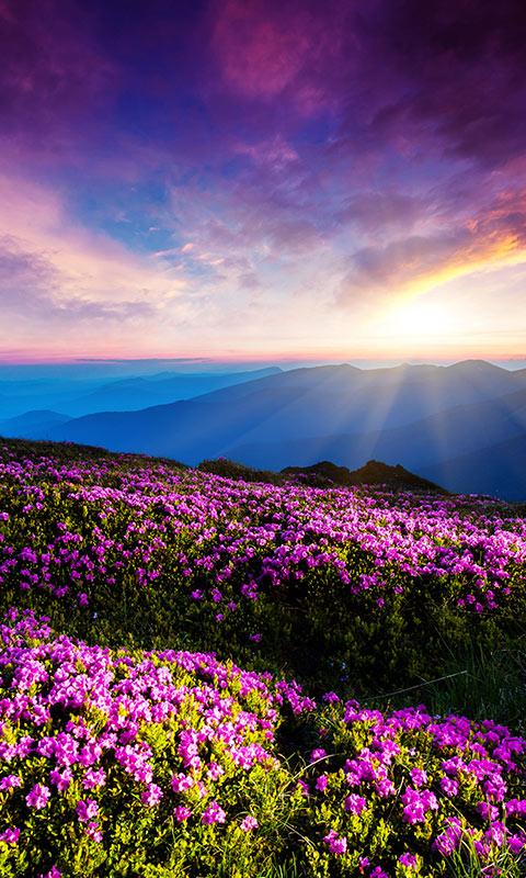 اسکرین شات 6 برنامه Mountain Flower Live Wallpaper