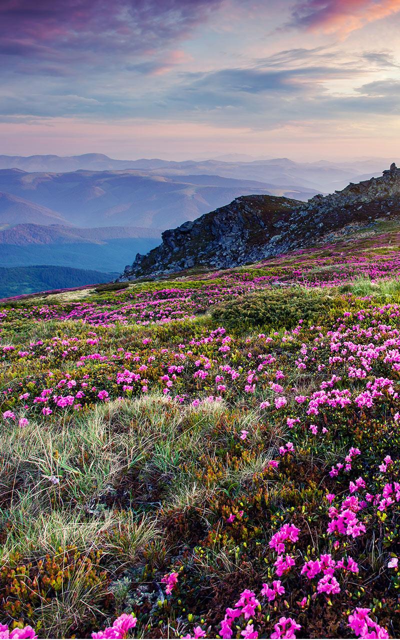 اسکرین شات 4 برنامه Mountain Flower Live Wallpaper