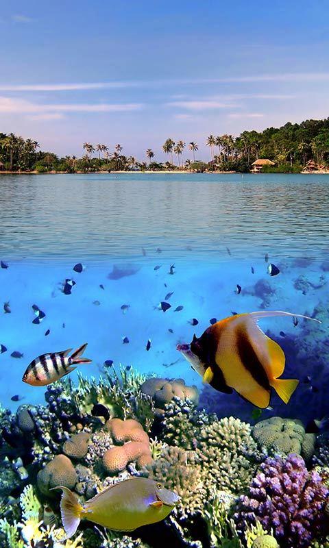 اسکرین شات 6 برنامه Ocean Fish Live Wallpaper