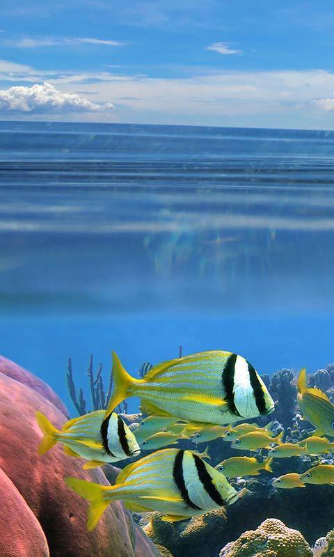اسکرین شات 7 برنامه Ocean Fish Live Wallpaper