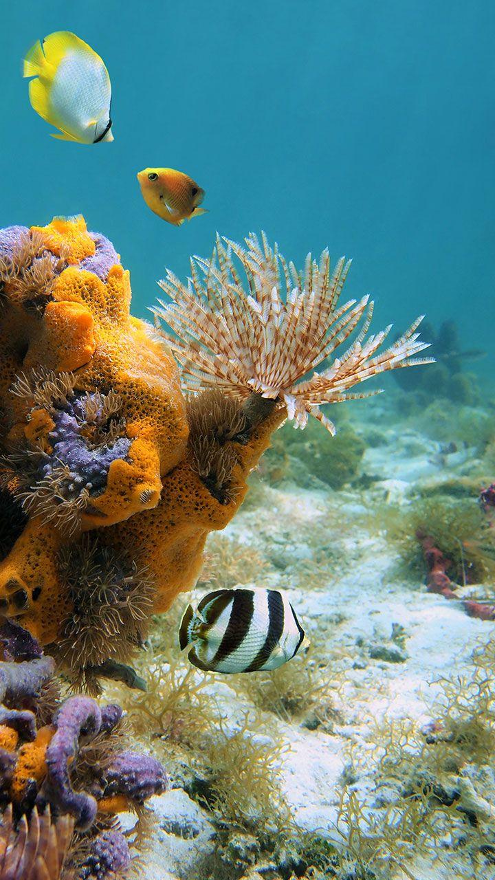 اسکرین شات 4 برنامه Ocean Fish Live Wallpaper