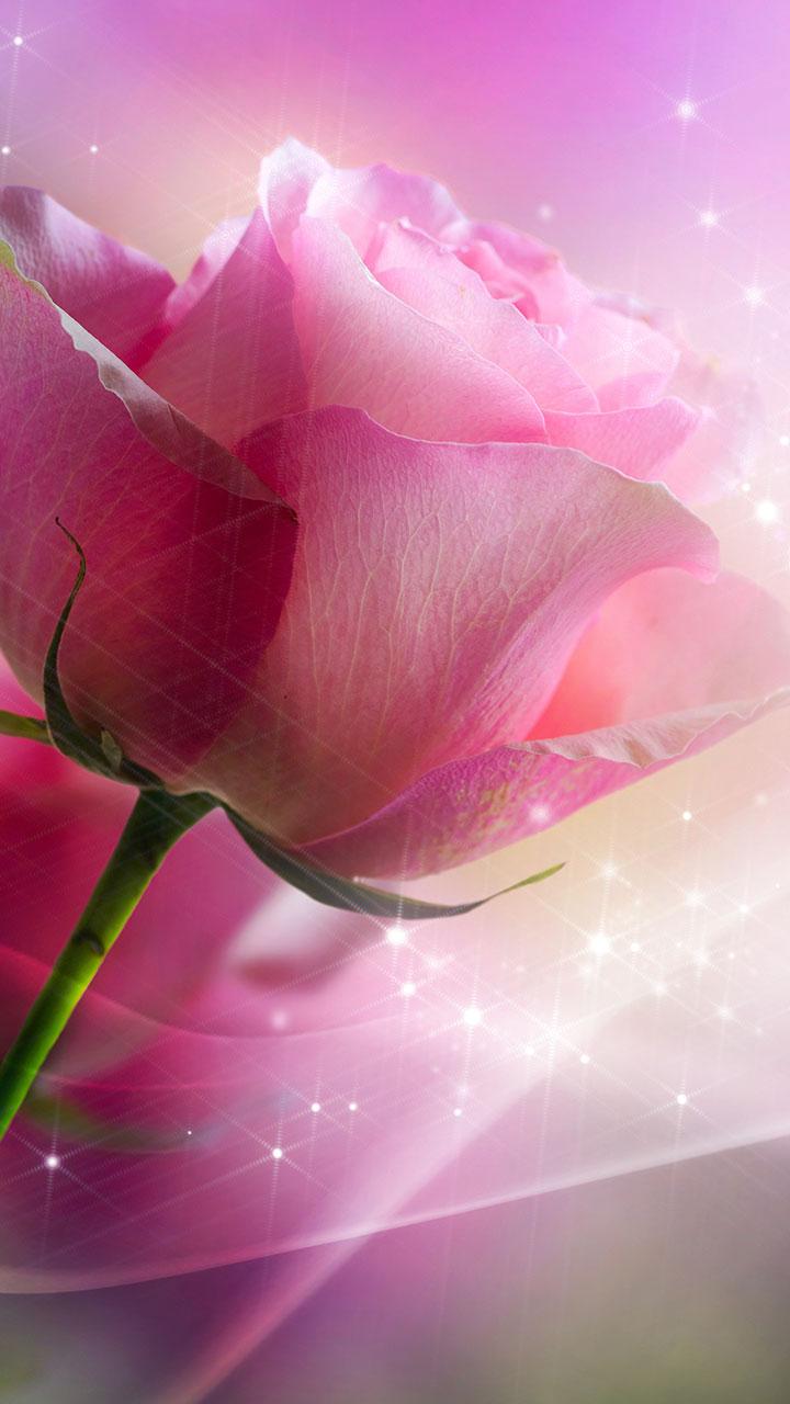 اسکرین شات 1 برنامه Pink Roses Live Wallpaper