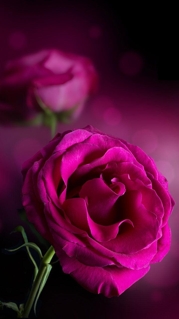 اسکرین شات 2 برنامه Pink Roses Live Wallpaper