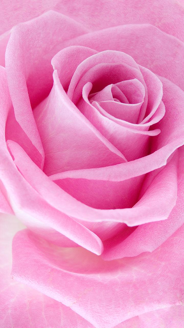 اسکرین شات 5 برنامه Pink Roses Live Wallpaper