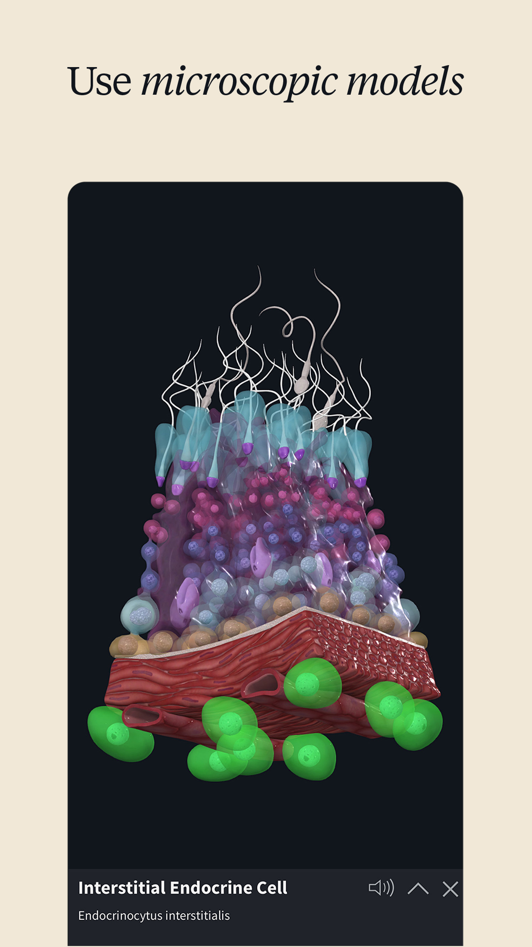 اسکرین شات 7 برنامه Complete Anatomy - Learn in 3D