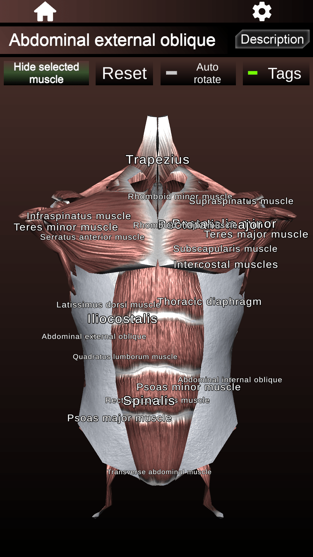 اسکرین شات 5 برنامه Muscular System 3D (anatomy)