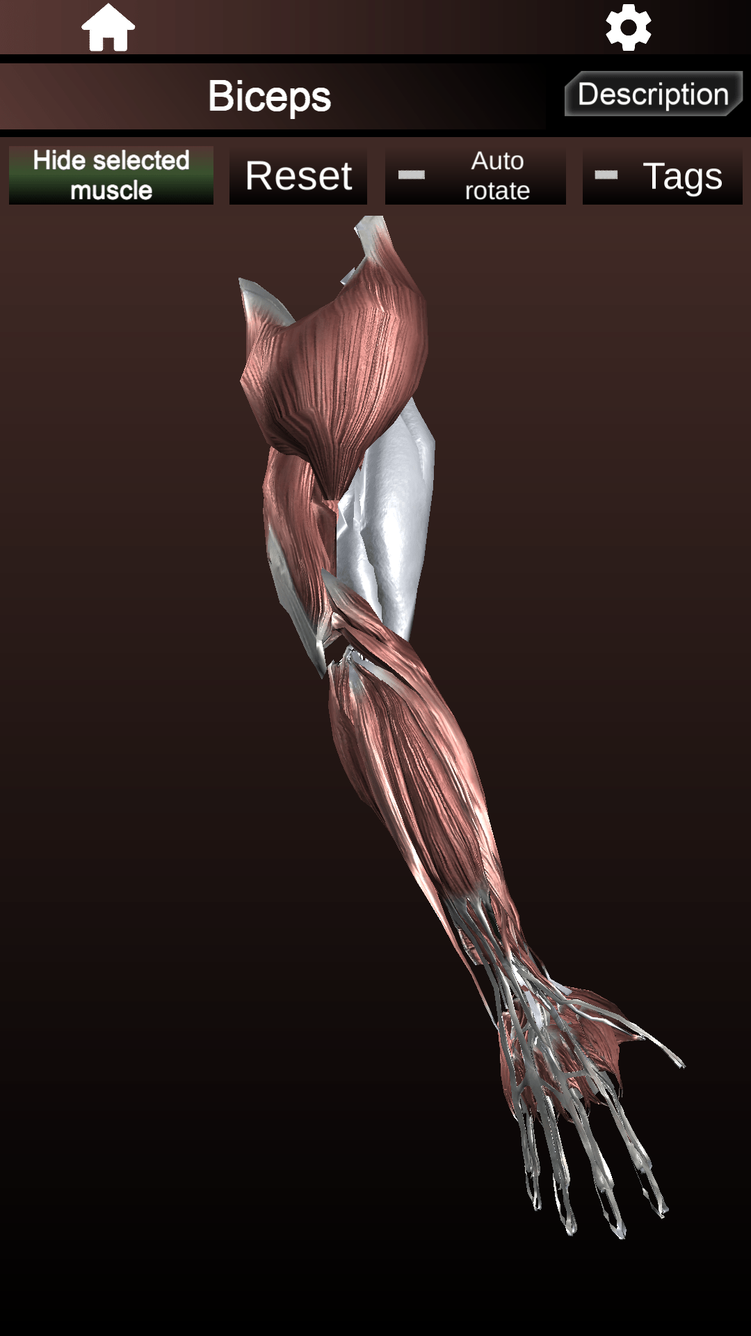 اسکرین شات 6 برنامه Muscular System 3D (anatomy)