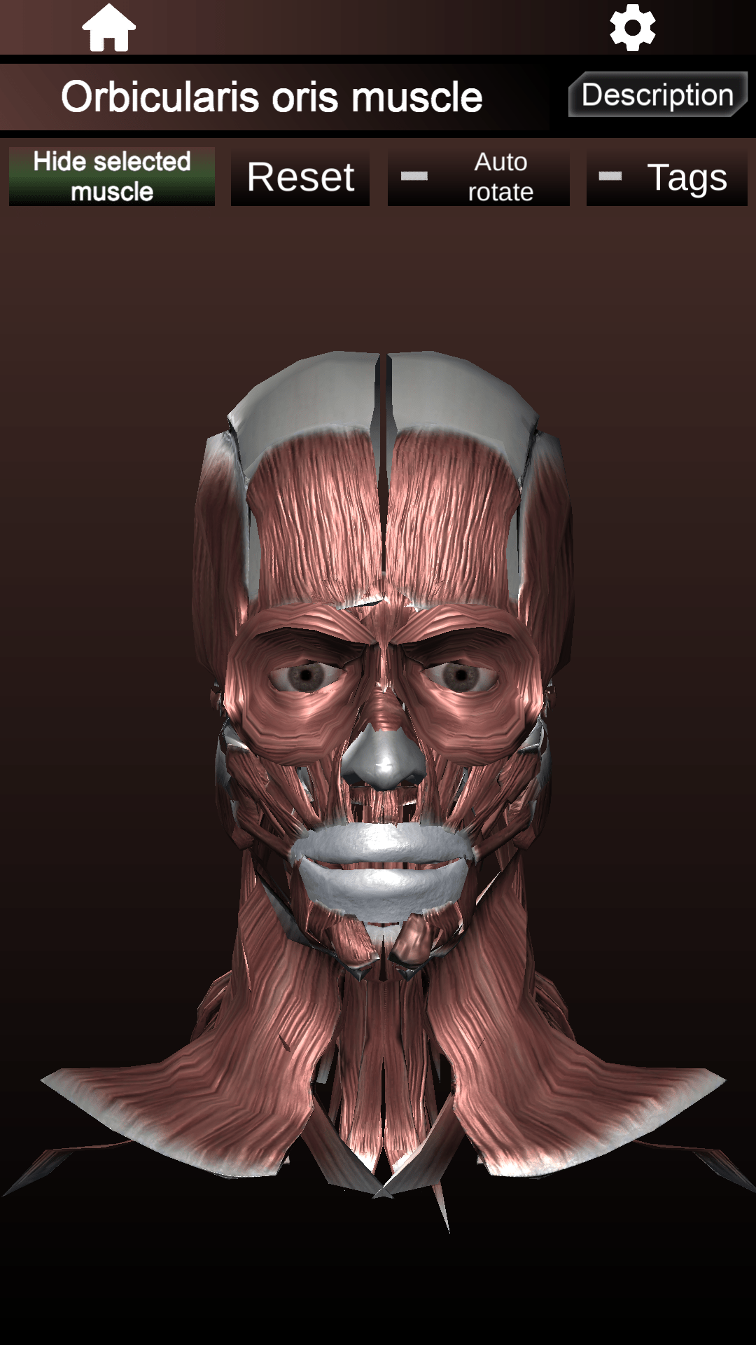 اسکرین شات 3 برنامه Muscular System 3D (anatomy)