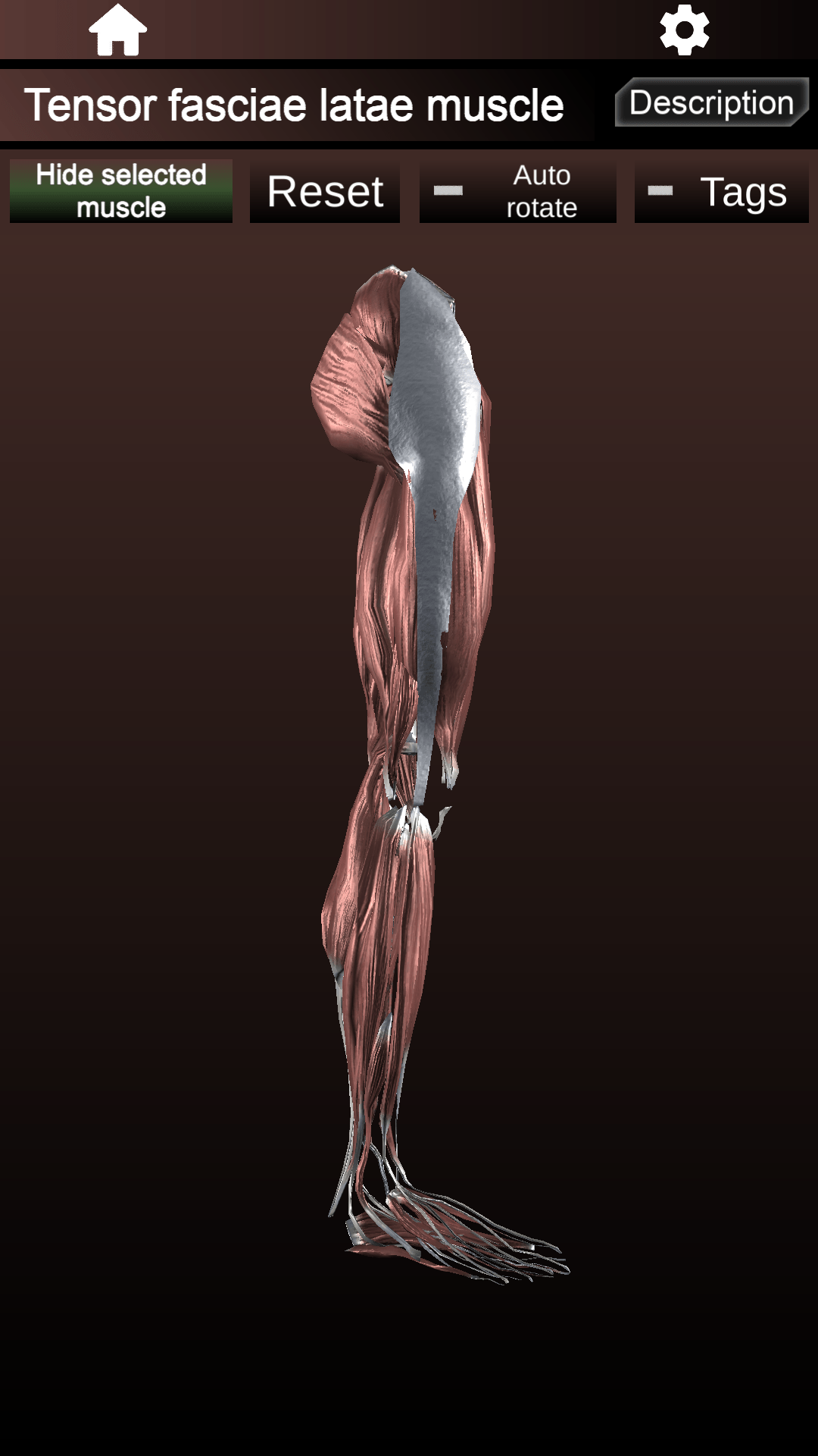 اسکرین شات 7 برنامه Muscular System 3D (anatomy)