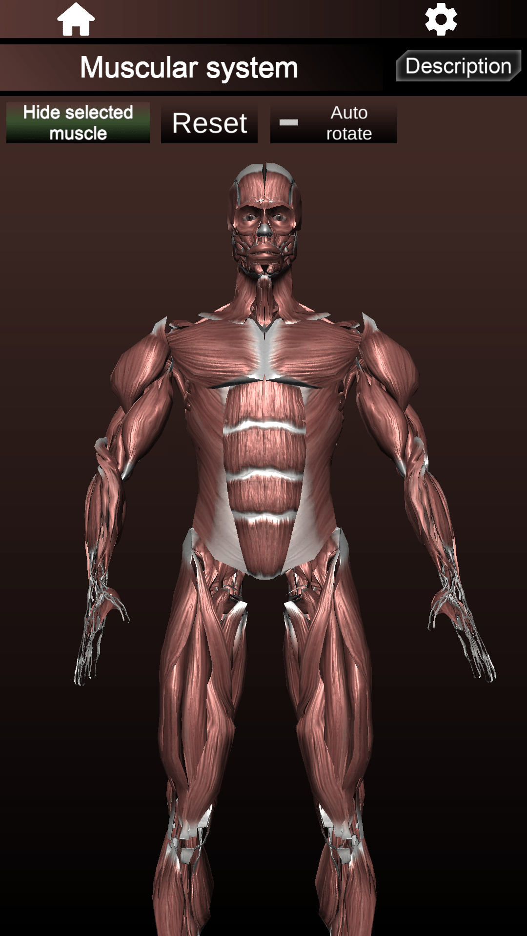 اسکرین شات 2 برنامه Muscular System 3D (anatomy)