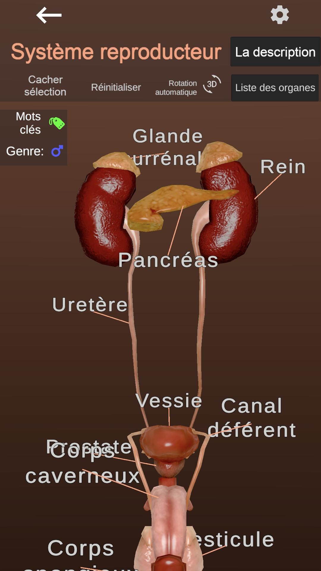 اسکرین شات 7 برنامه Internal Organs in 3D Anatomy