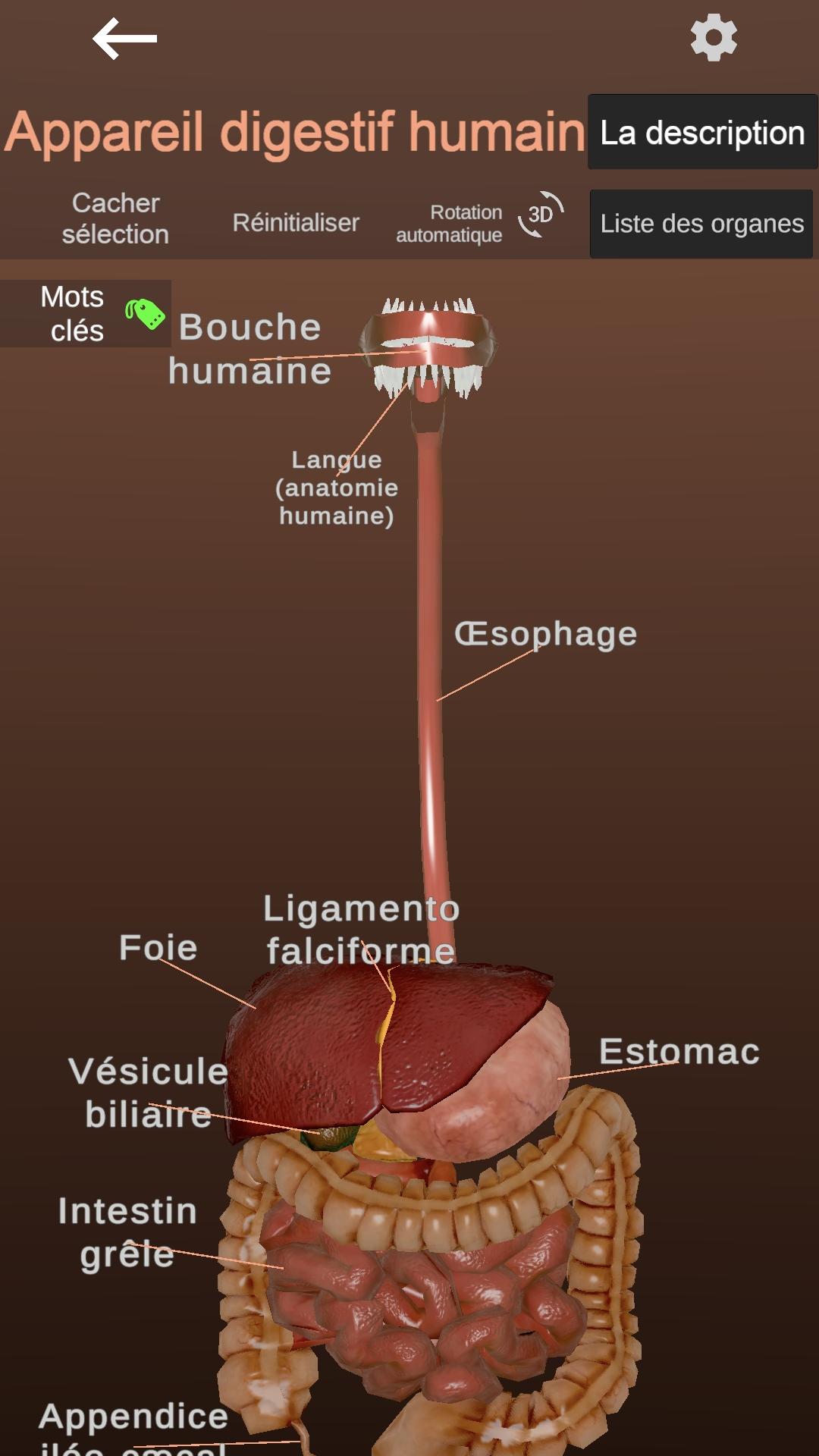 اسکرین شات 2 برنامه Internal Organs in 3D Anatomy