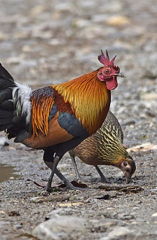 اسکرین شات 1 برنامه Red junglefowl sounds