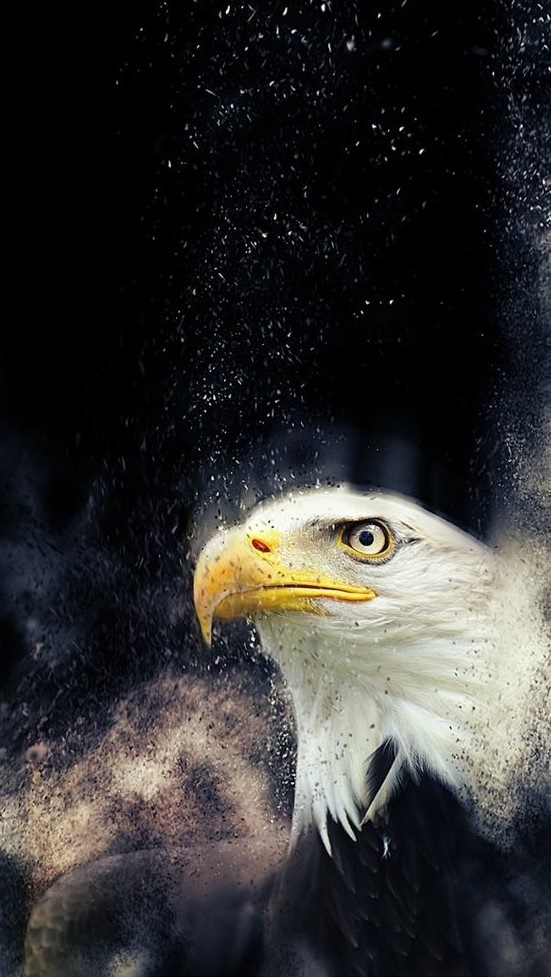 اسکرین شات 1 برنامه Eagle Wallpapers