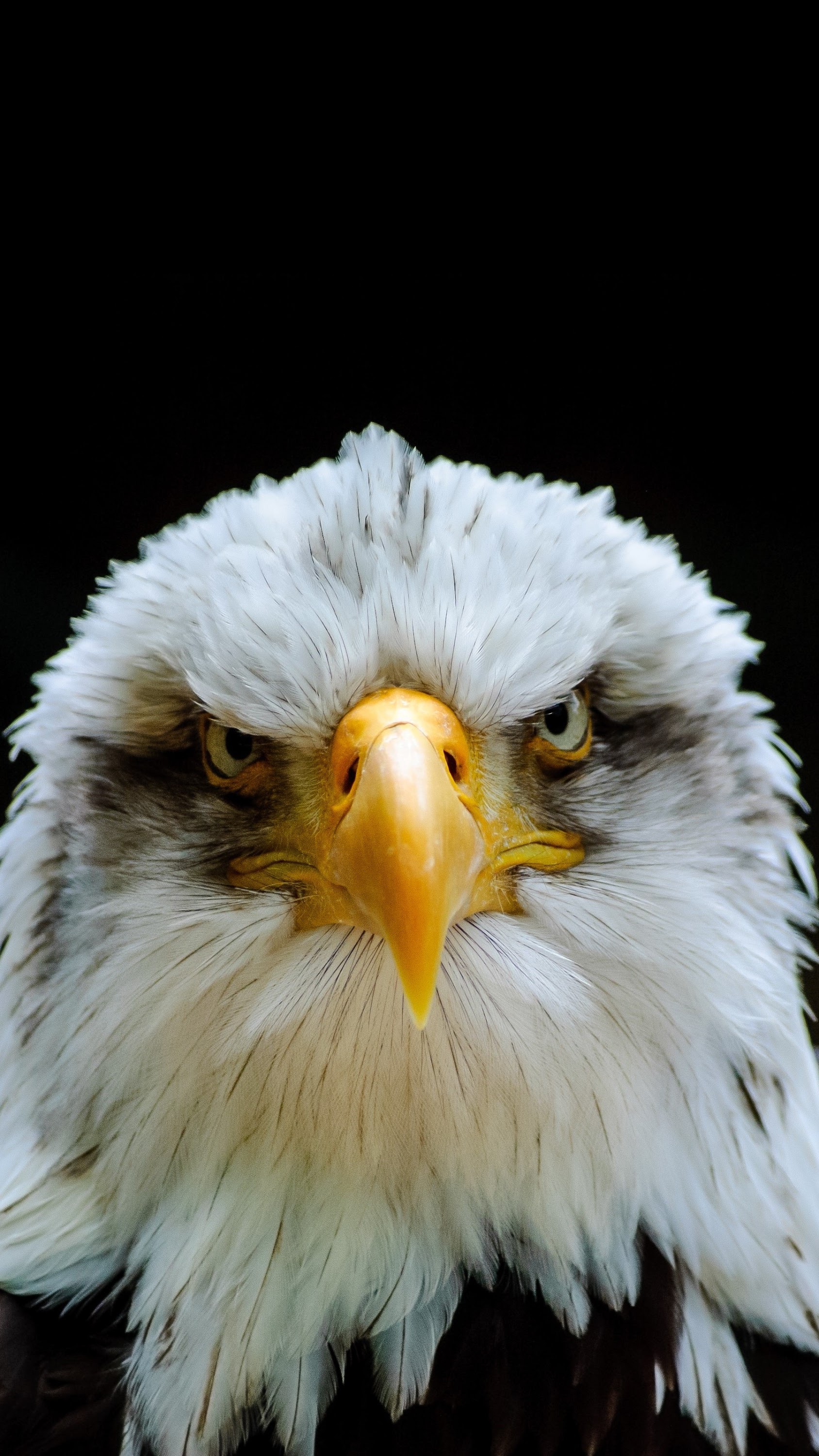 اسکرین شات 5 برنامه Eagle Wallpapers