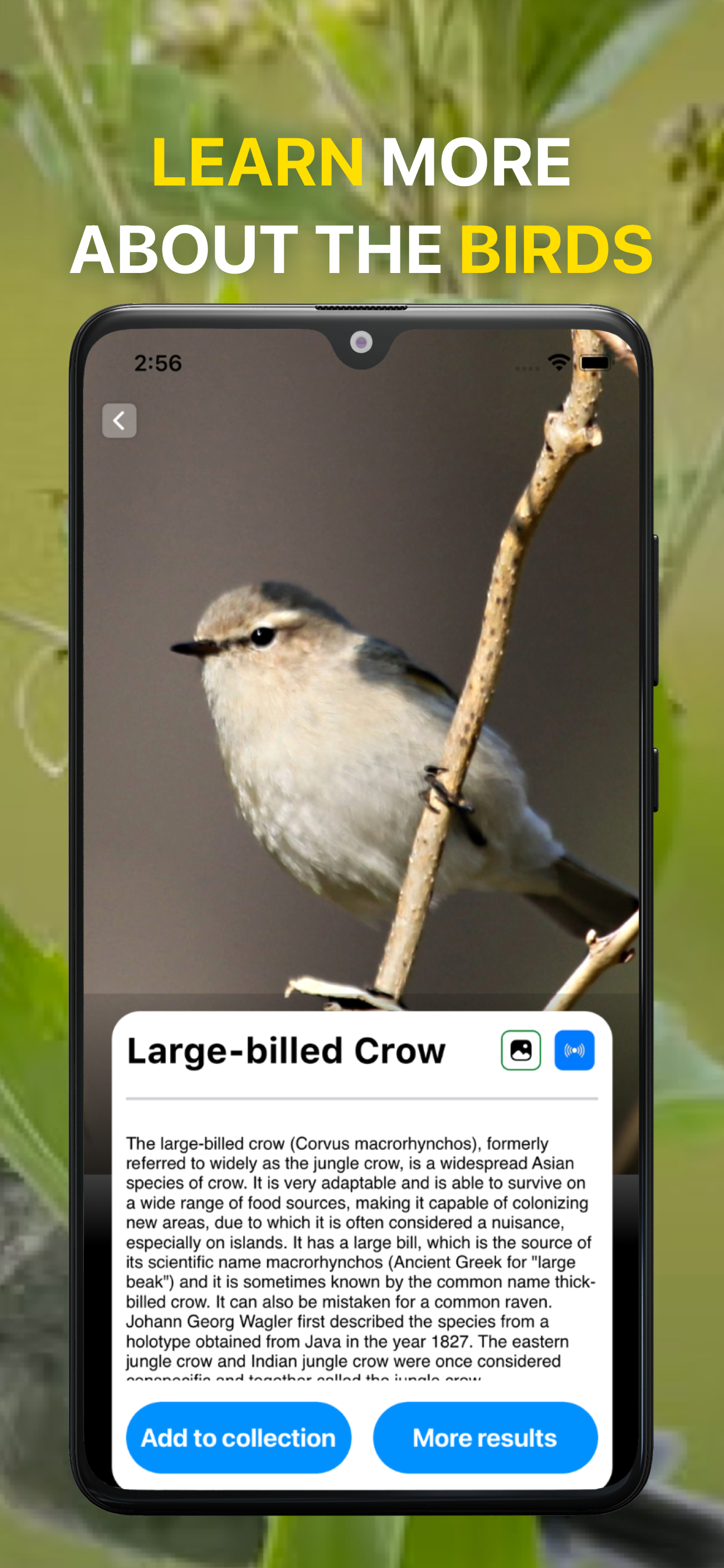 اسکرین شات 4 برنامه Bird Sound Identifier Bird ID