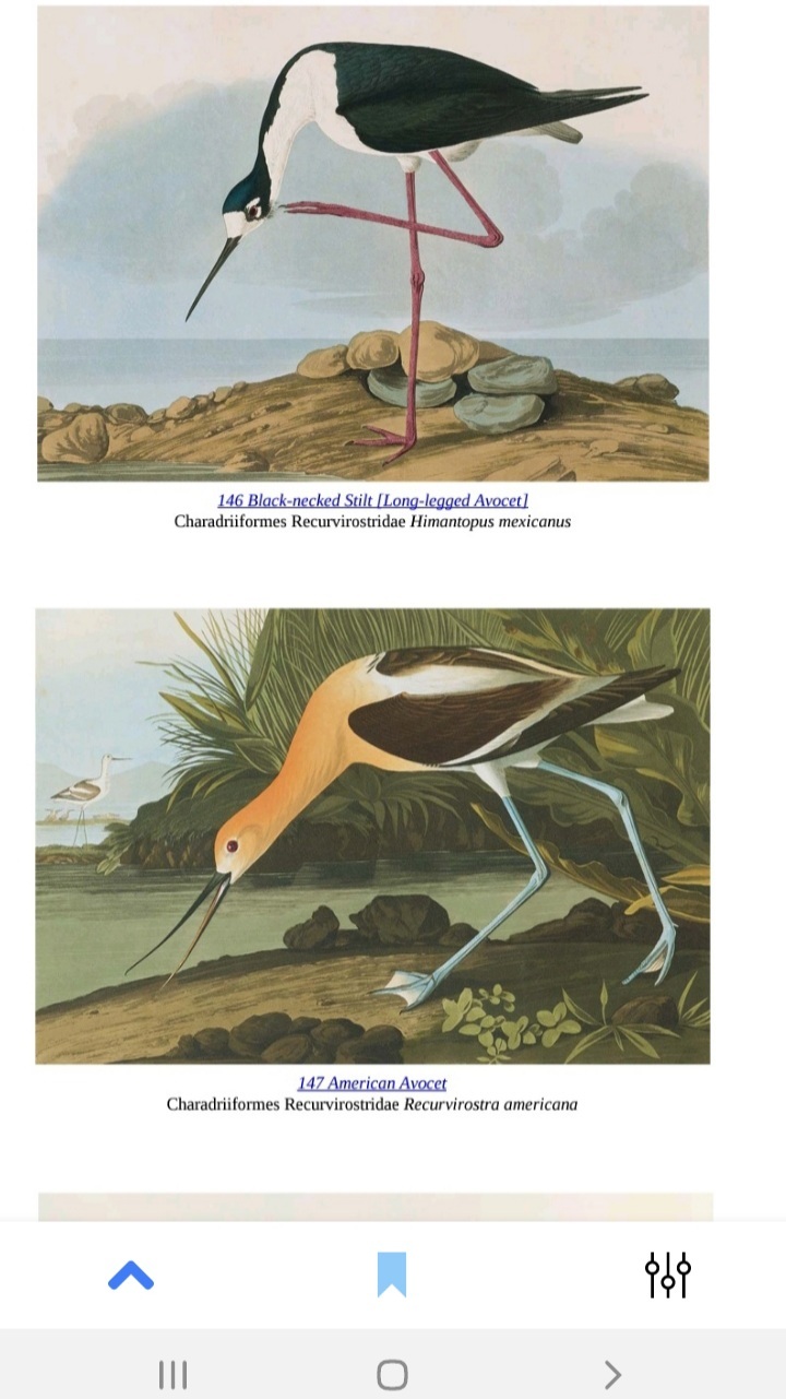 اسکرین شات 4 برنامه پرندگان آمریکا